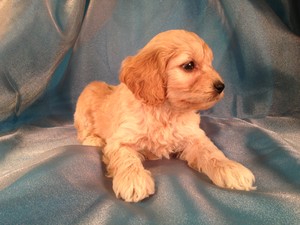 Male Cockapoo Pup for sale #14 Born February 18th 2013|Looking For Cockapoos for sale in Minnesota, Iowa, Wisconsin and Illinois? You can trust Purebredpups!